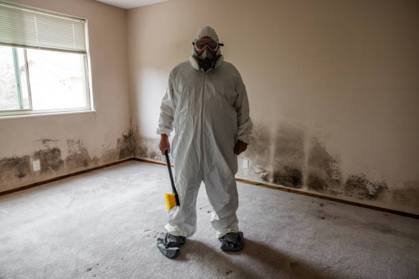 Best Mold Odor Removal Services  in USA